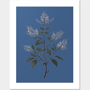 Sprig of a Natural White Flower Bush Posters and Art